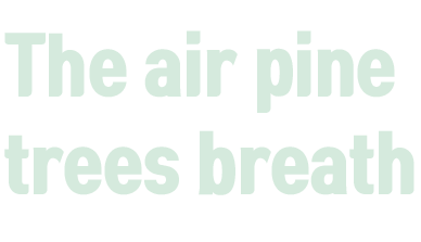 The air pine trees breath